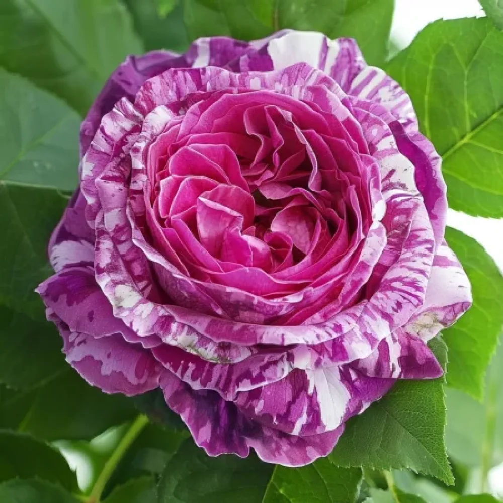 Τριαντάφυλλο Fragrant Avalanche – γυμνόριζο