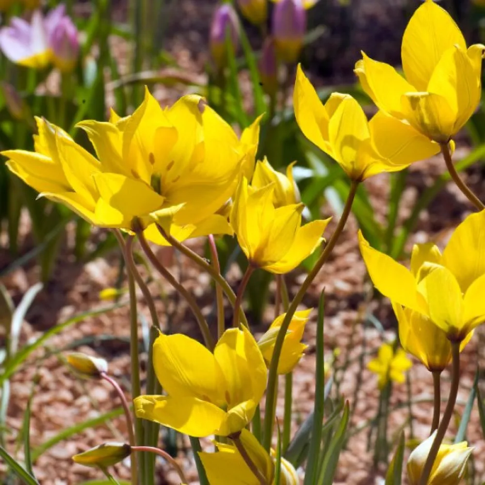 Τουλίπα Sylvestris (άγρια)