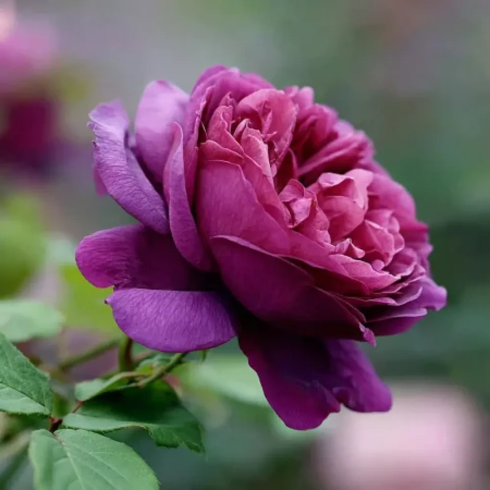 Τριαντάφυλλο Purple Harmony - γυμνόριζο