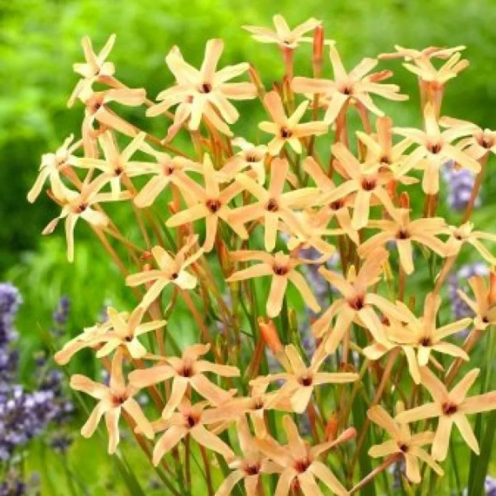 Ιξία Paniculata Eos