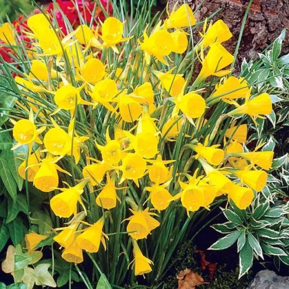 Νάρκισσος Golden Bells bulbocodium (χρυσός)