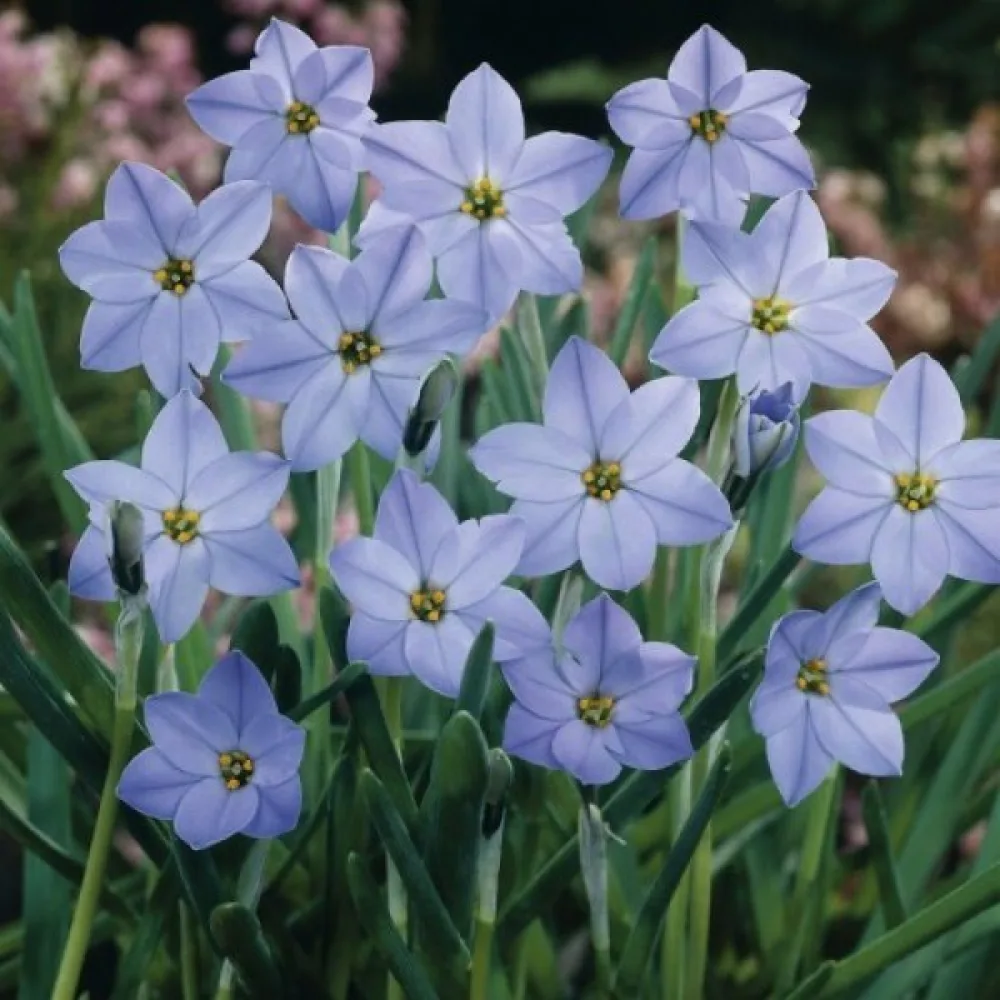 Ιφείον uniflorum (μωβ)