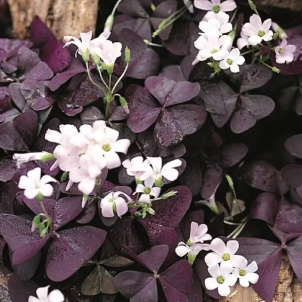 Οξαλίδα Triangularis (ροζ)