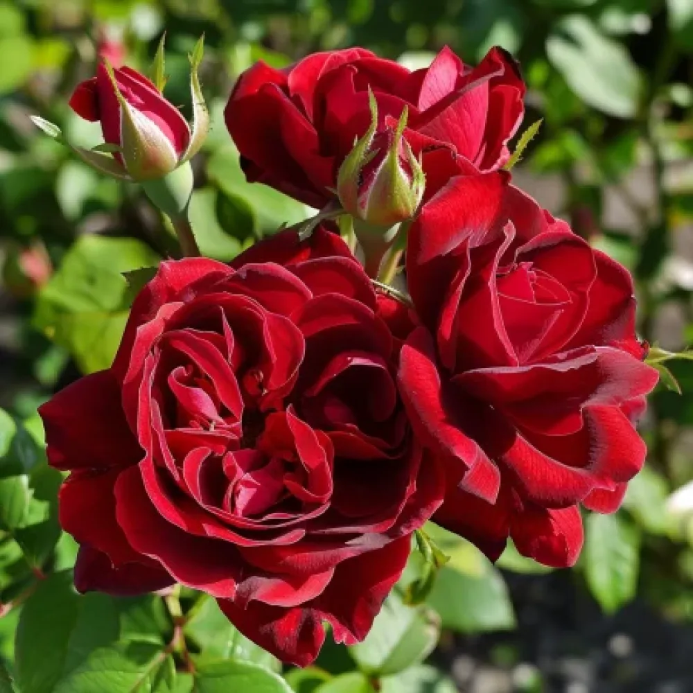 Τριαντάφυλλο Dark Red Fairytale – γυμνόριζο