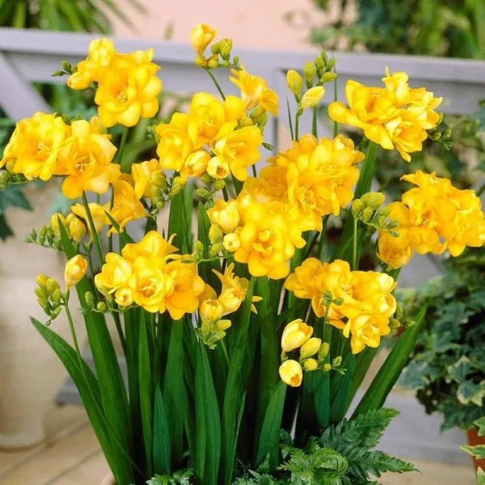 Φρέζια Double yellow (κίτρινη διπλή)