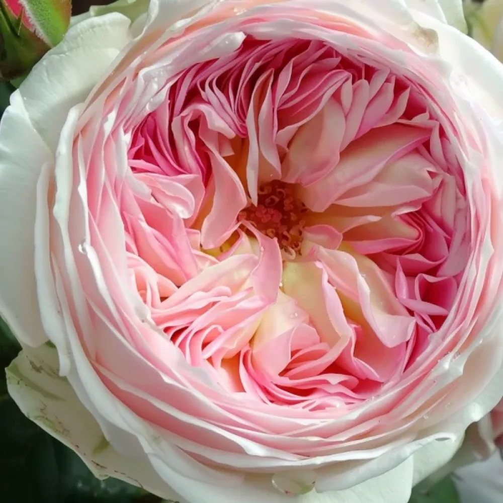 Τριαντάφυλλο Pink Melody (ροζ)