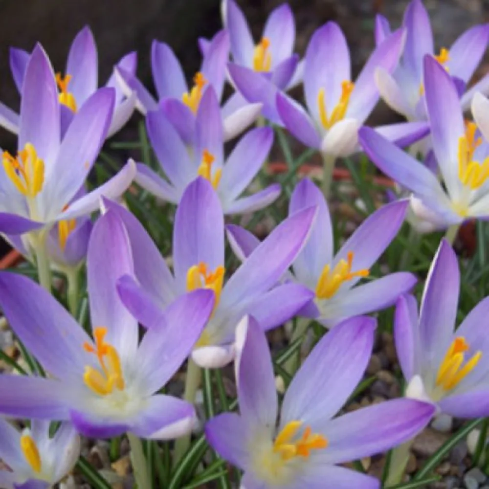 Κρόκος Lilac Beauty Tommasinianus (λιλά)