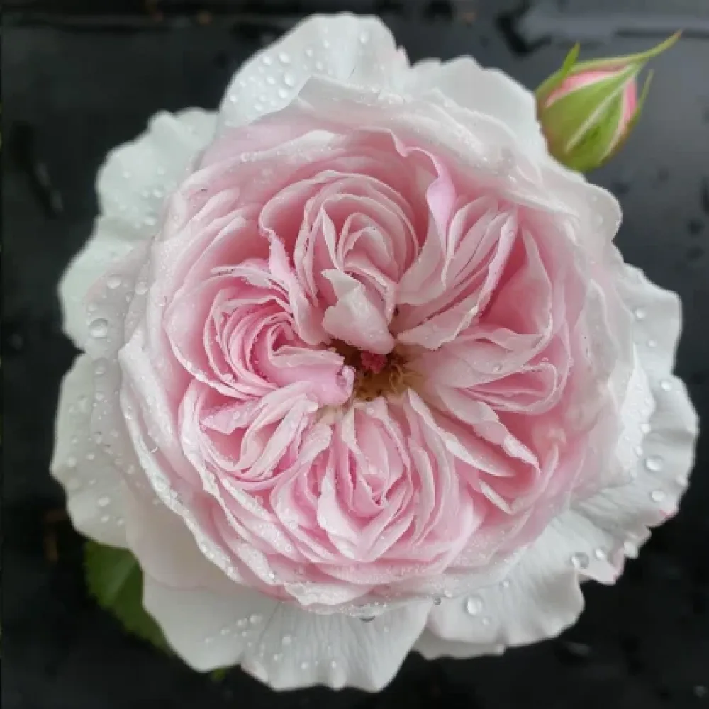 Τριαντάφυλλο Silver Pink Glow – γυμνόριζο