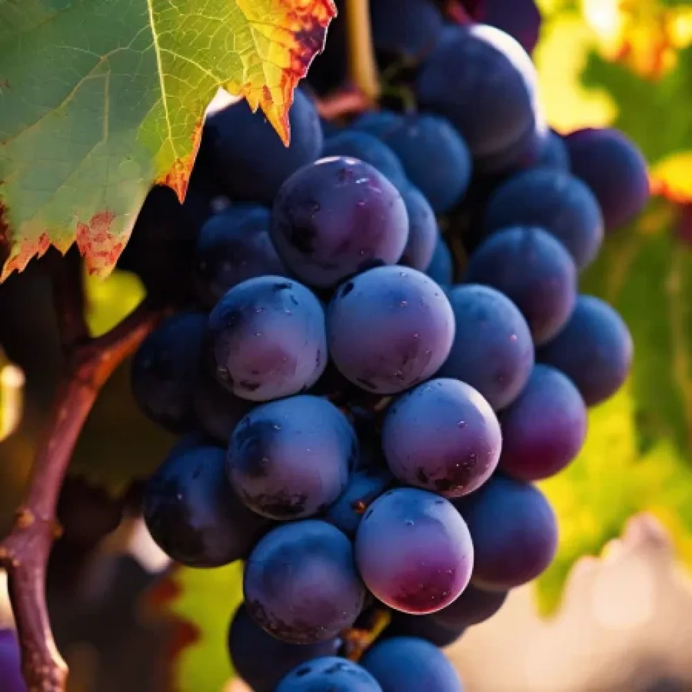 Κλήμα Cabernet Sauvignon - πρώιμης ωρίμανσης