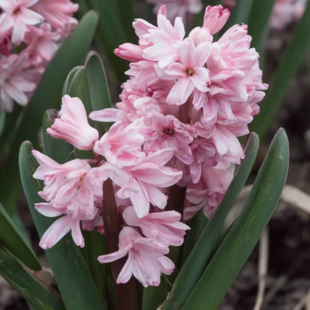 Υάκινθος Spring Beauty