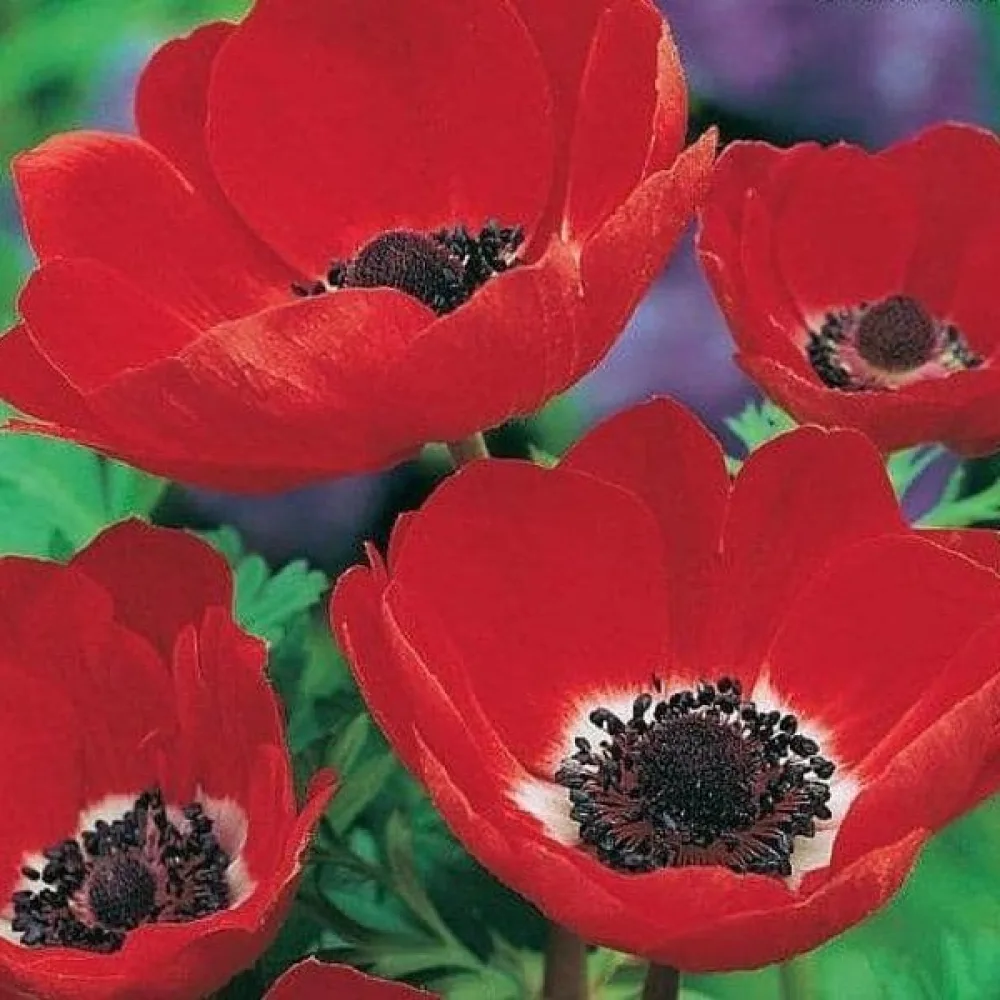 Ανεμώνη Coronaria Hollandia (κόκκινη)