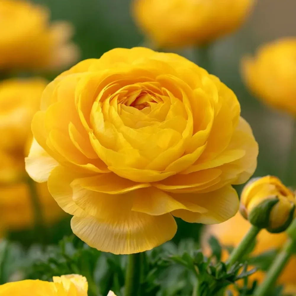 Νεραγκούλα Yellow Tomer (κίτρινη)