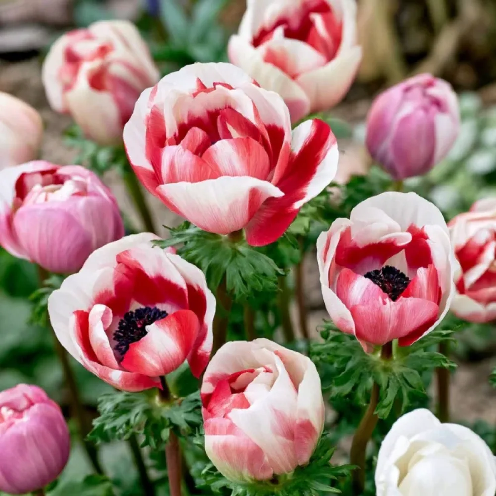 Ανεμώνη Bicolor Duet Coronaria (δίχρωμη)