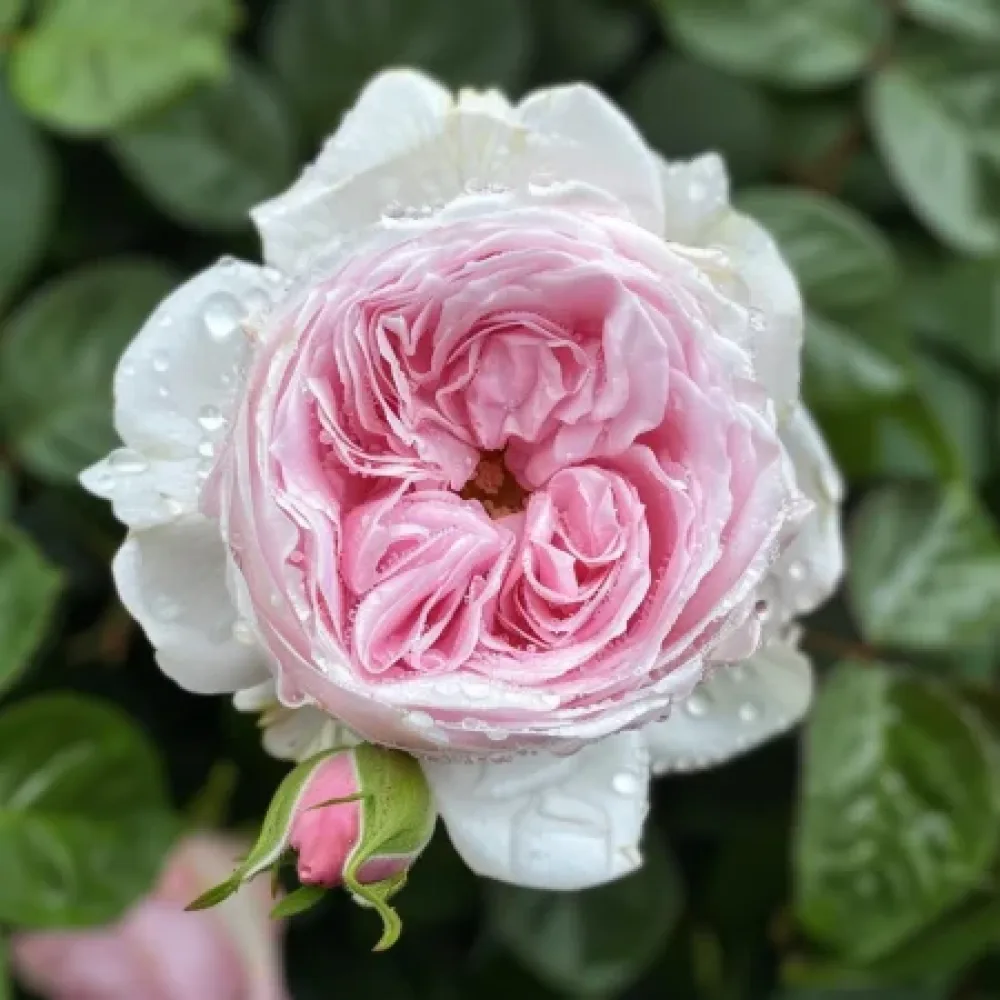 Τριαντάφυλλο Silver Pink Glow – γυμνόριζο