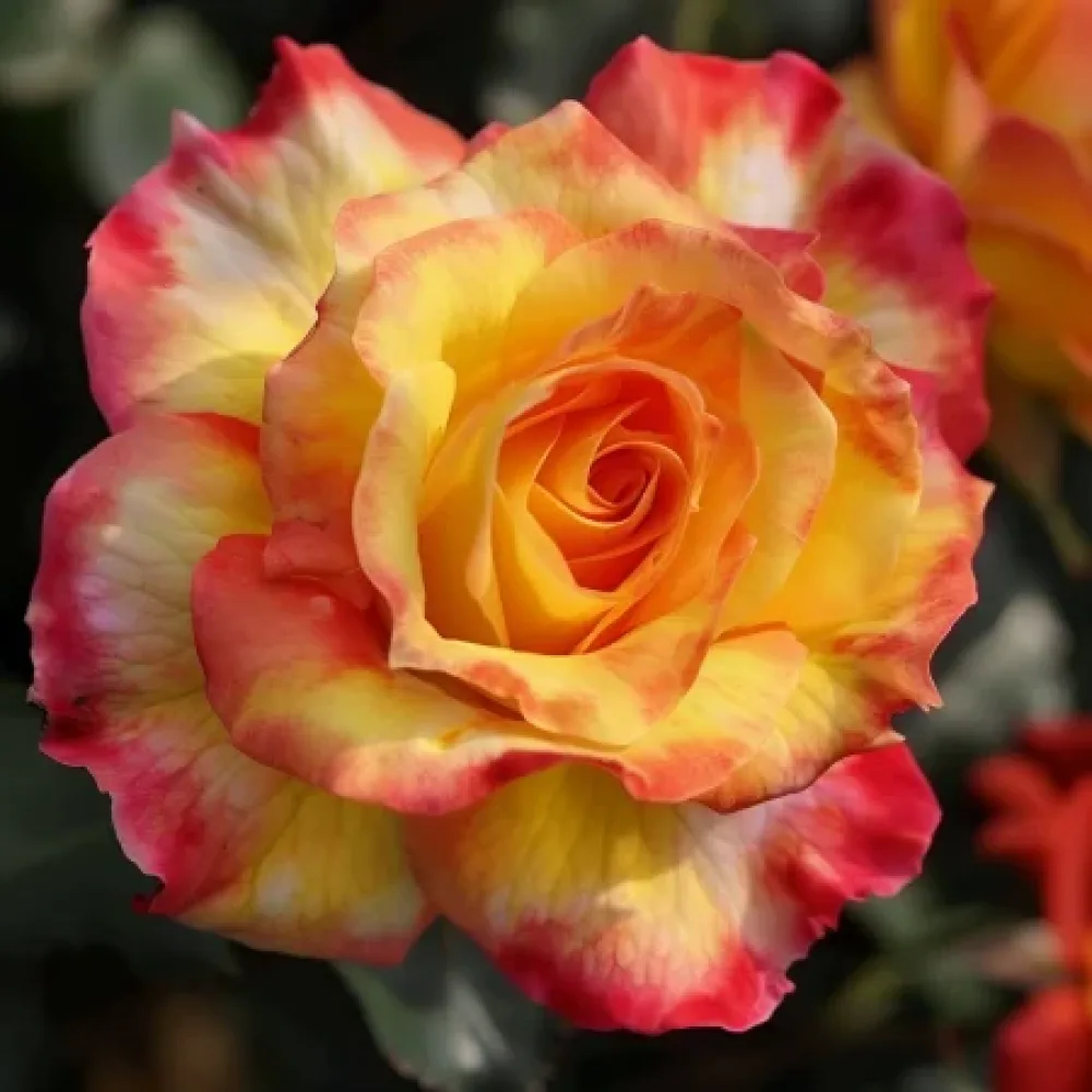 Τριαντάφυλλο Golden Orange Whirlwind – γυμνόριζο