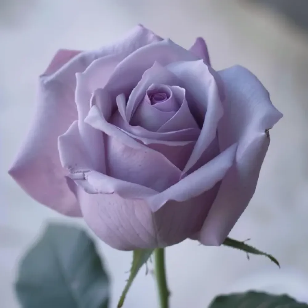 Τριαντάφυλλο Blooming Symphony - γυμνόριζο