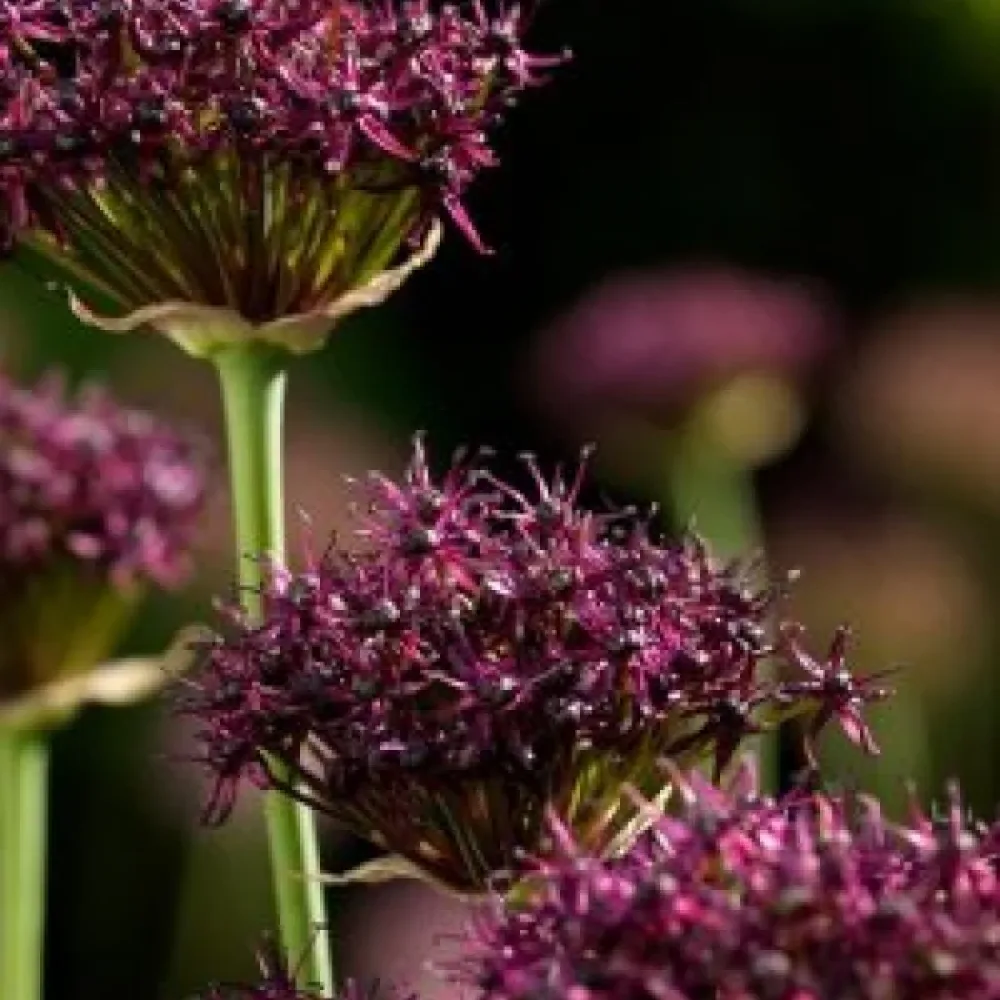 Διακοσμητικό κρεμμύδι Atropurpureum (σκούρο πορφυρό)