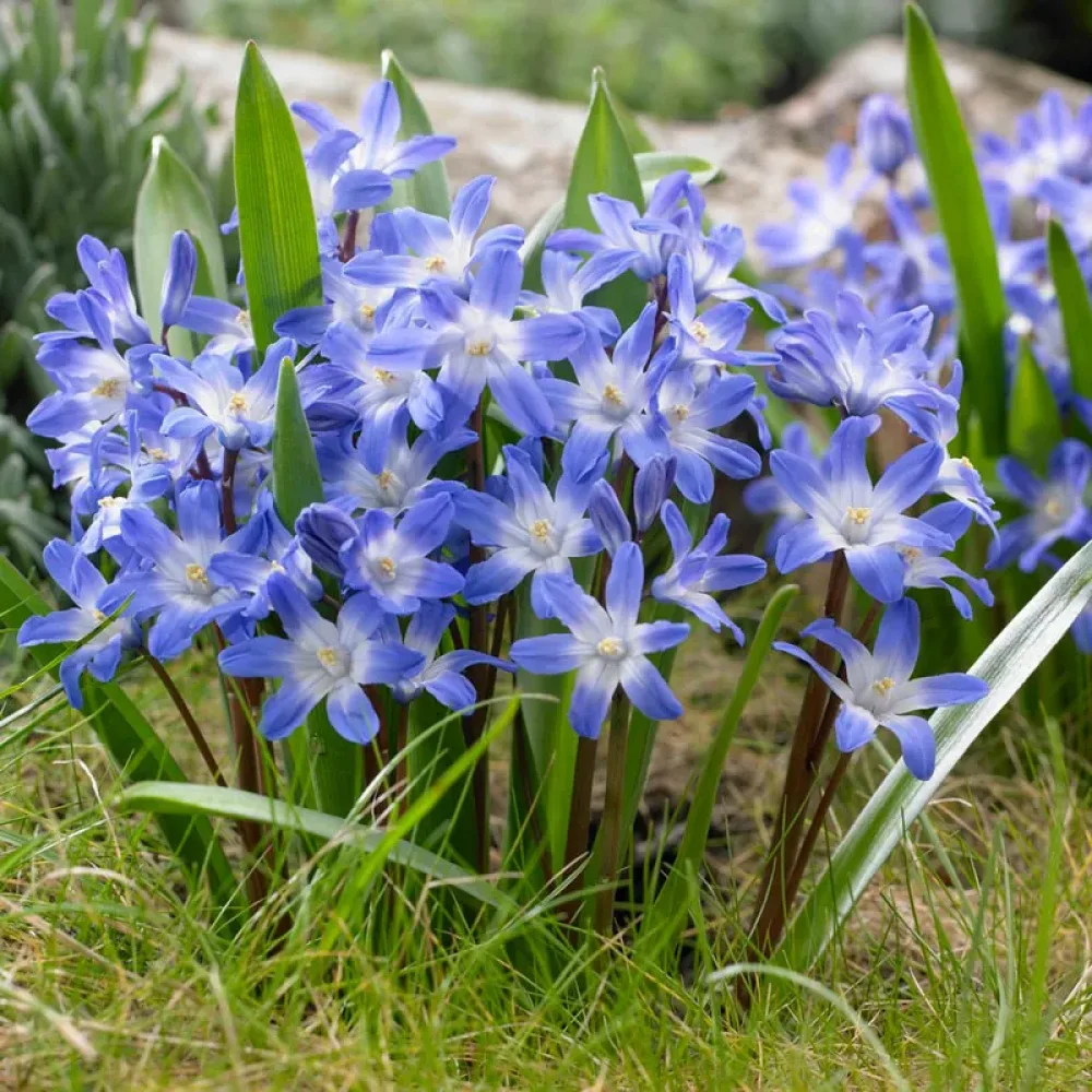 Χιονοδόξα Blue Giant (μπλε)