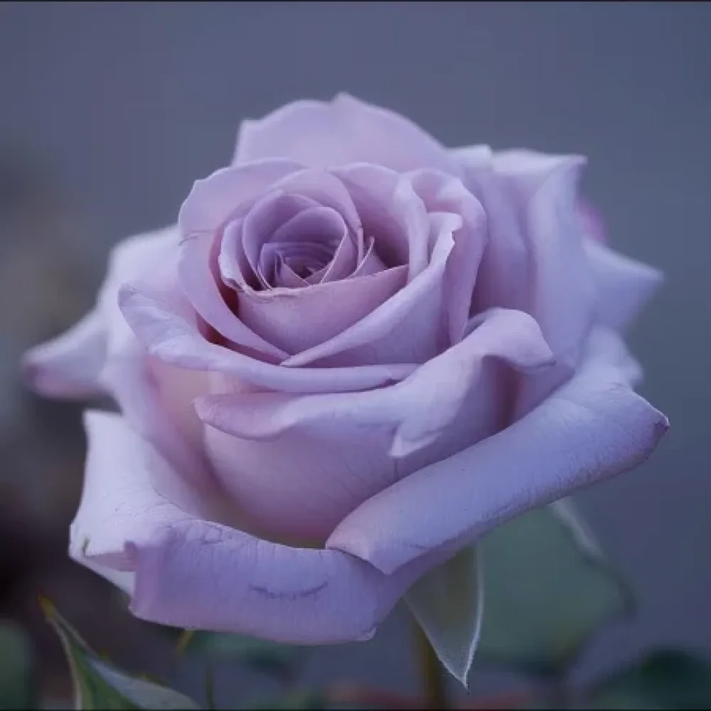 Τριαντάφυλλο Blooming Symphony - γυμνόριζο