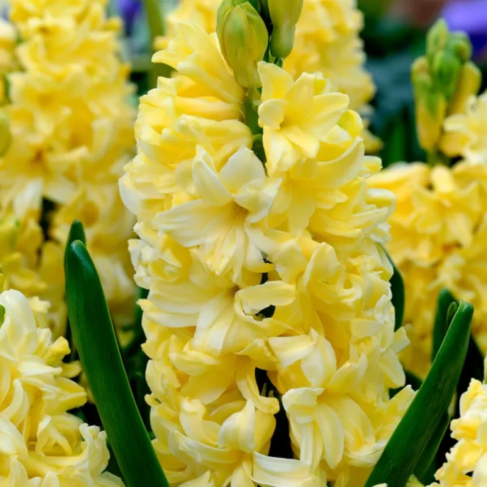 Υάκινθος Yellow Queen (κρεμ)