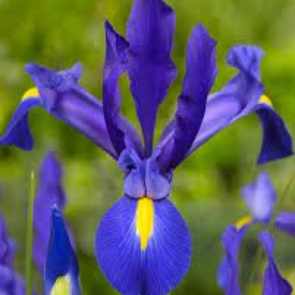 Ίριδα Blue Magic Hollandica (μπλε)
