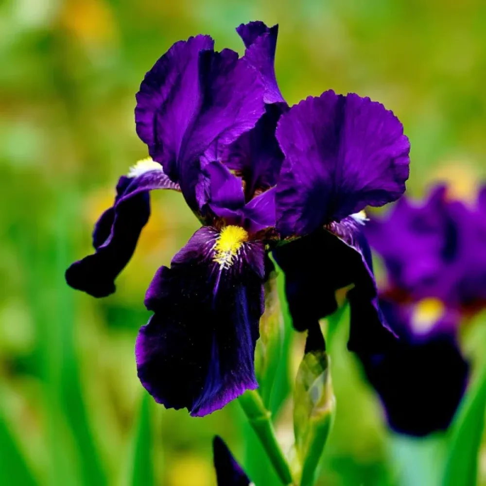 Ίρις Purple Sensation Hollandica (μωβ)
