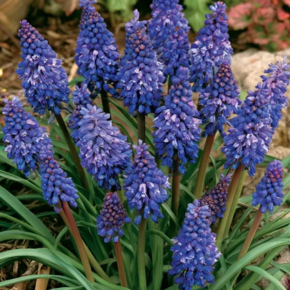 Μούσκαρι Blue Spike Armeniacum (μπλε)