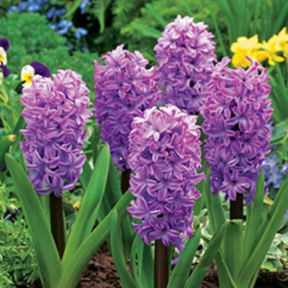 Υάκινθος Splendid Cornelia (μωβ)