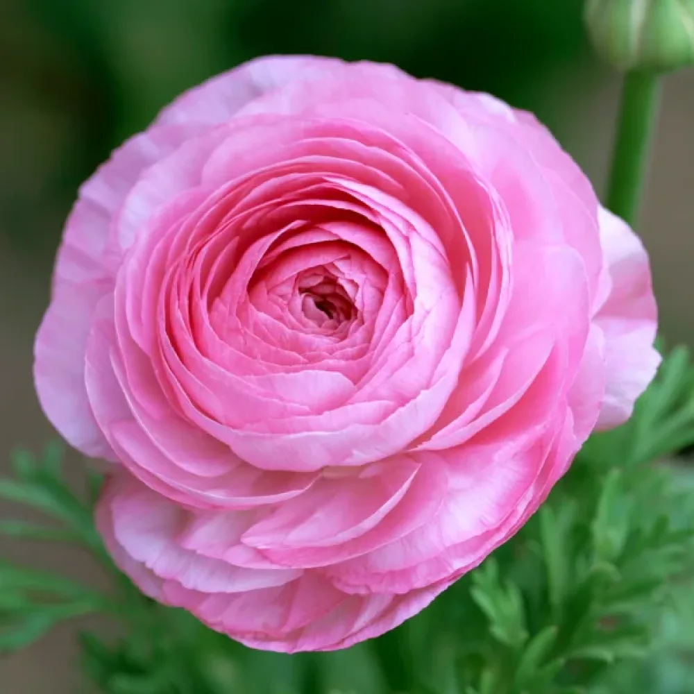 Νεραγκούλα Pink Tomer (ροζ)
