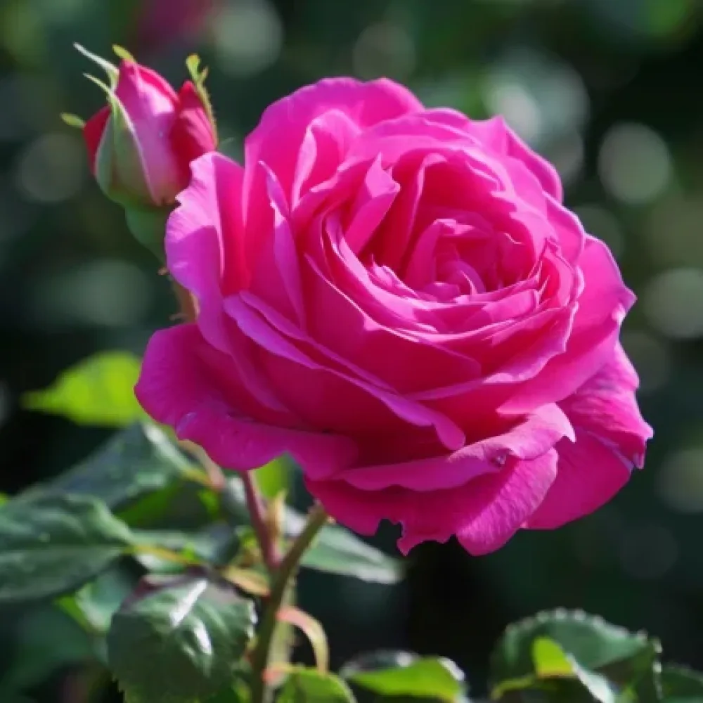 Τριαντάφυλλο Blooming Cloud – γυμνόριζο