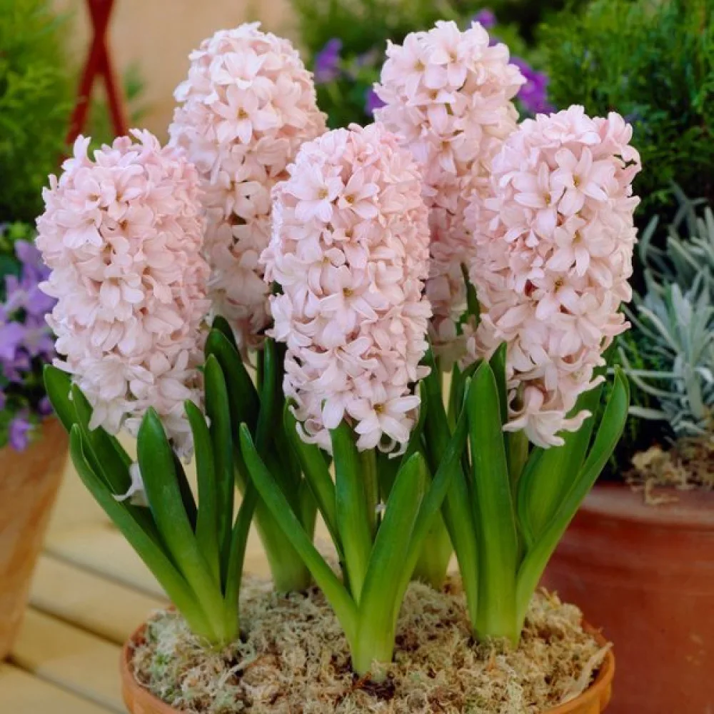 Υάκινθος China Pink (ροζ)
