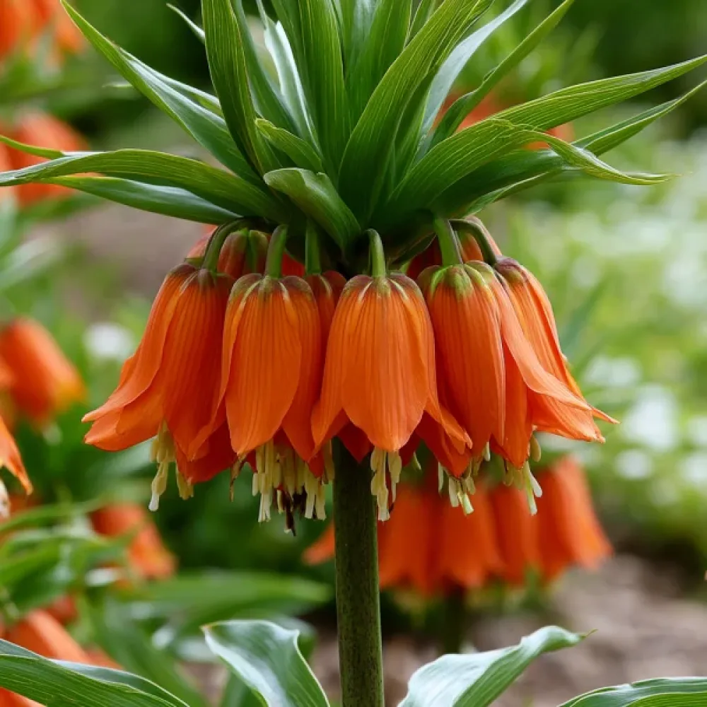 Φριτιλλάρια Aurora Imperialis (πορτοκαλί)