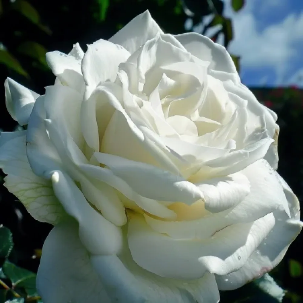 Τριαντάφυλλο Cream Elegance – γυμνόριζο