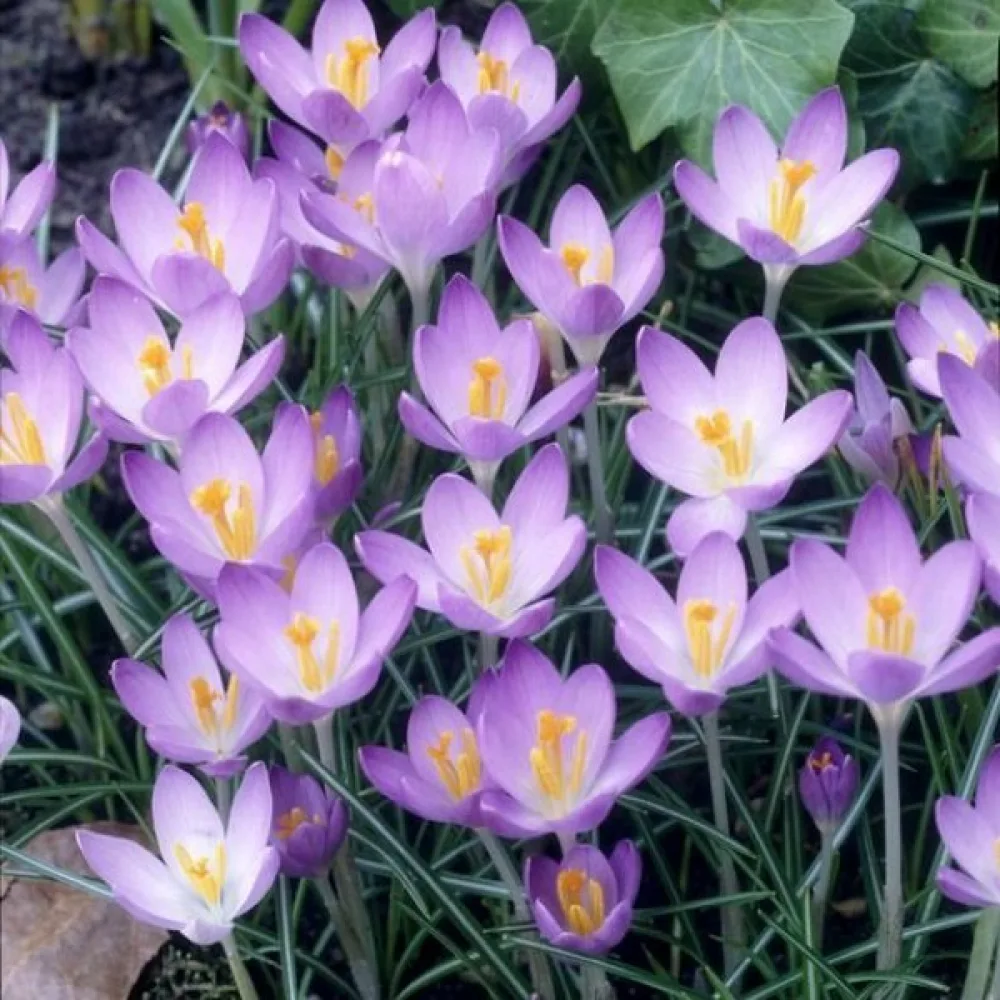 Κρόκος Barrs Purple Tommasianus (μωβ)