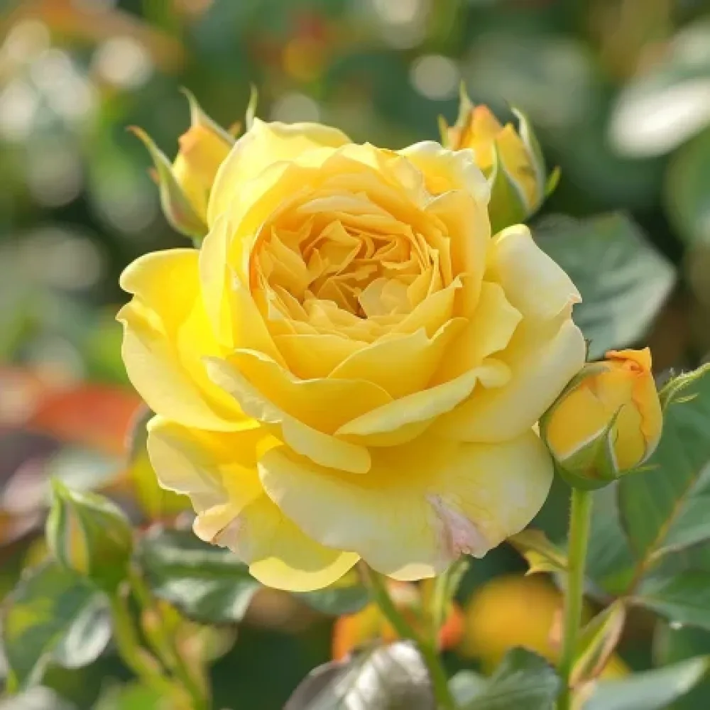 Τριαντάφυλλο Citrus Harmony – γυμνόριζο