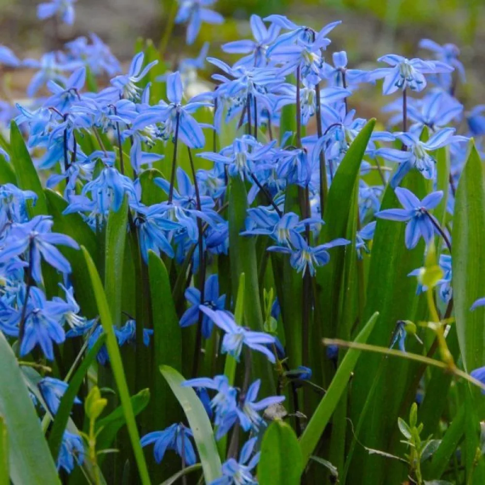 Σκίλλα Siberica (μπλε)
