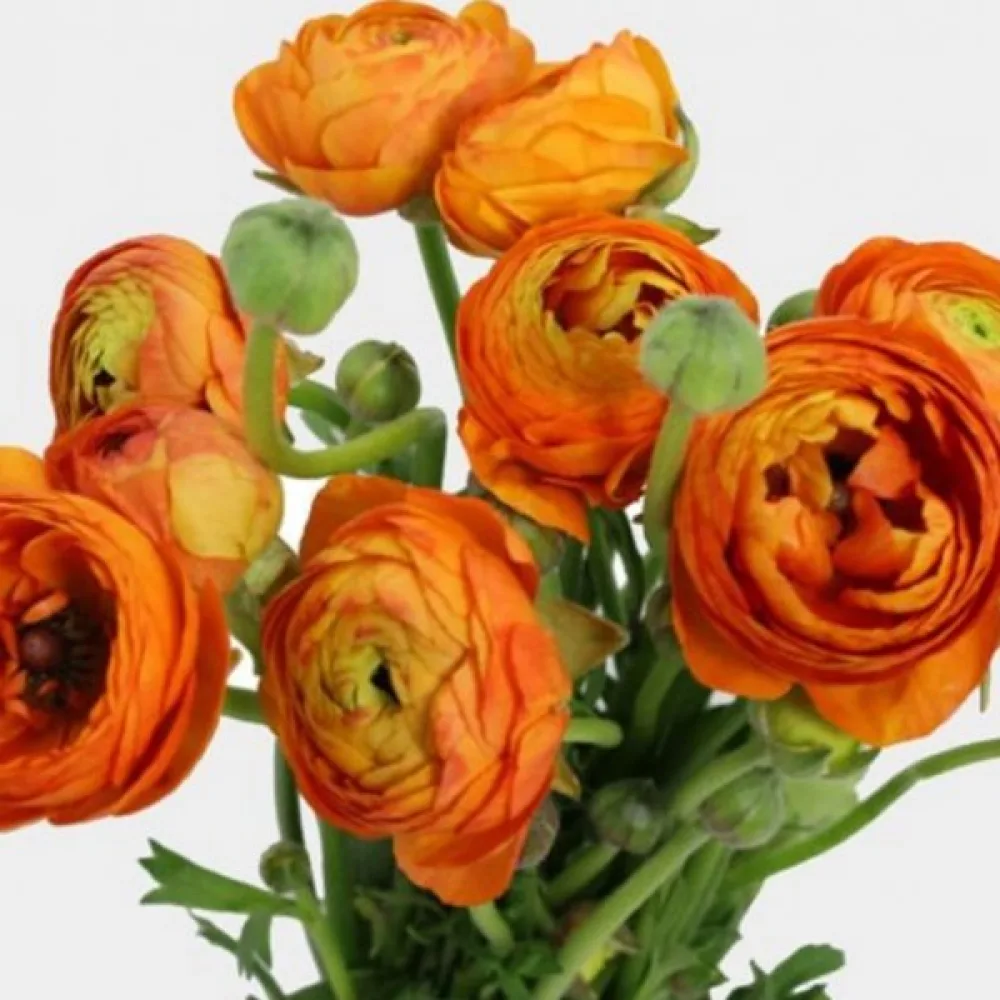 Νεραγκούλα orange (πορτοκαλί)