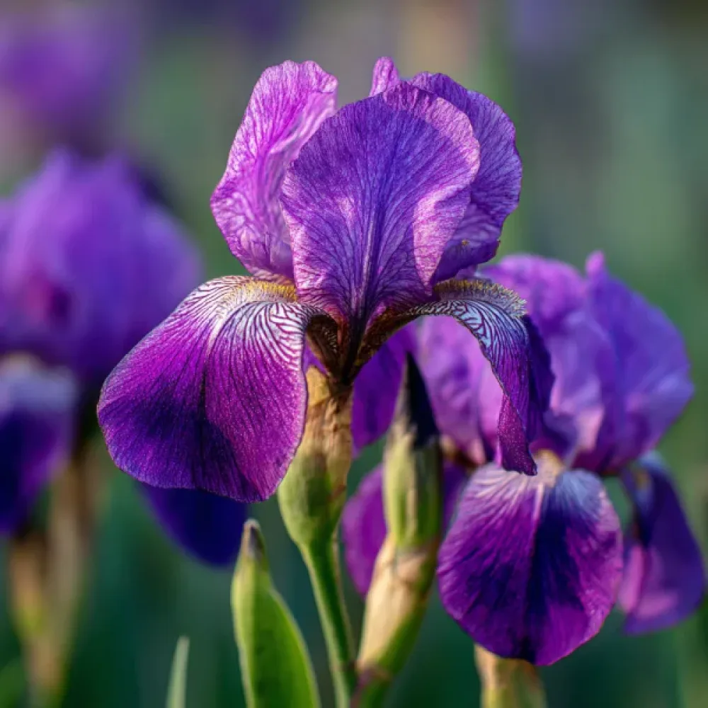 Ίριδα Discovery Purple (μωβ)
