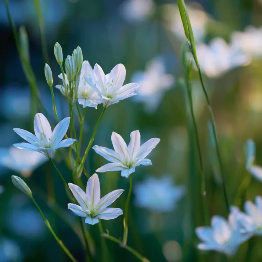 Τριτέλεια Hyacinthina (μωβ)