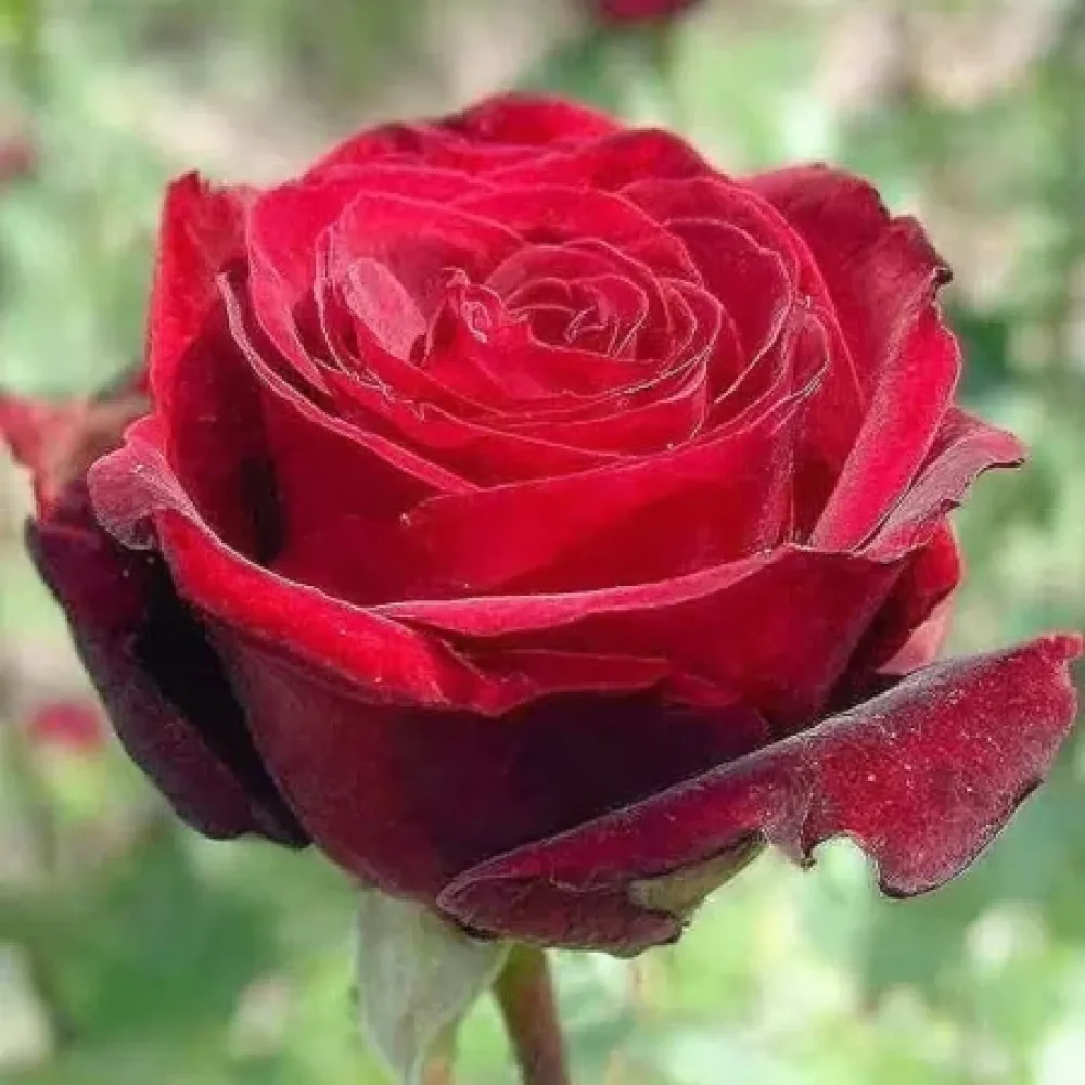 Τριαντάφυλλο Ruby Eternity Rose - γυμνόριζο