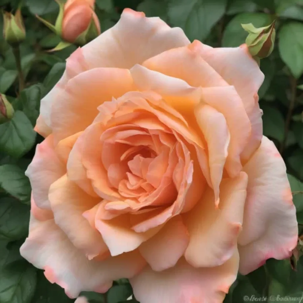 Τριαντάφυλλο Noble Peach – γυμνόριζο