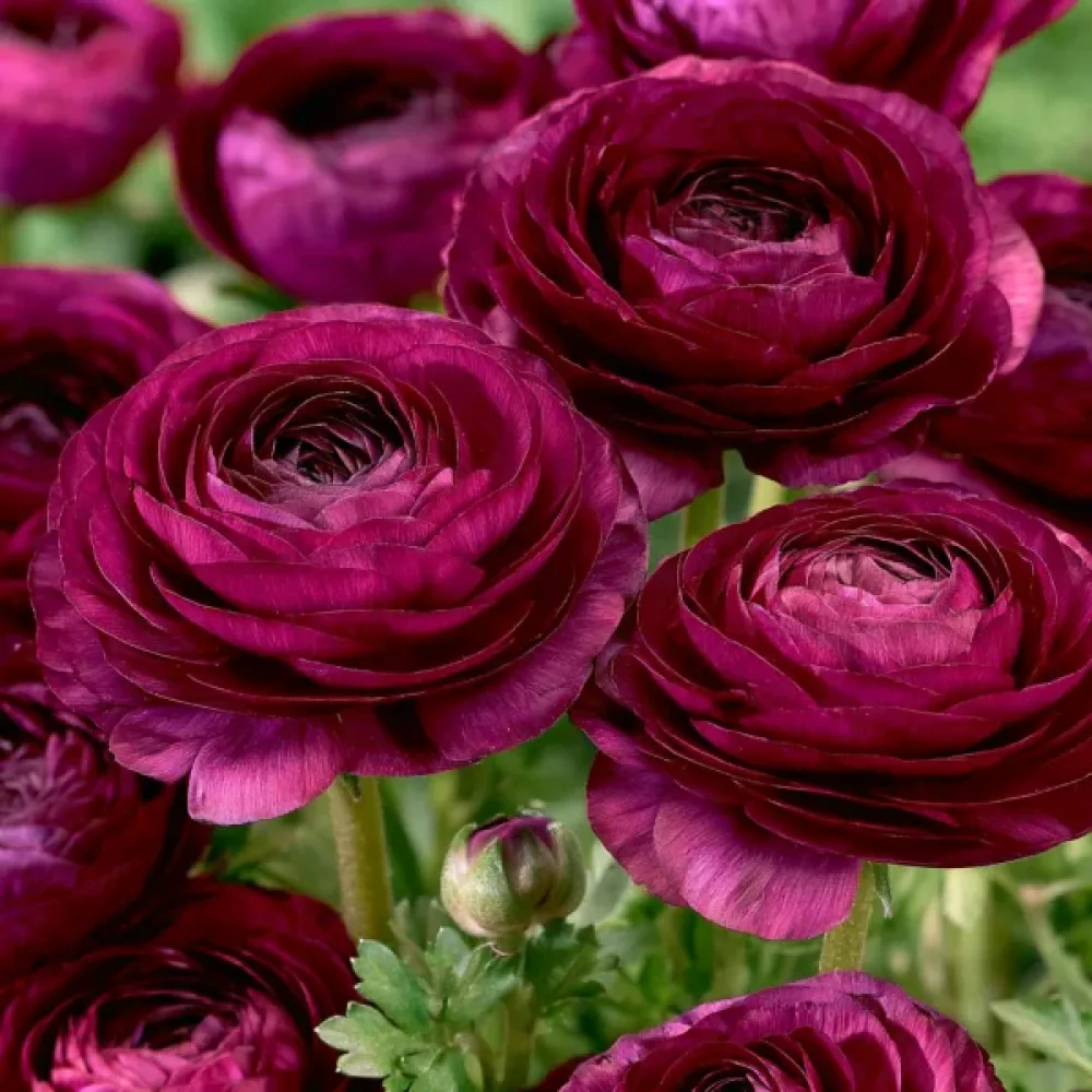 Νεραγκούλα Purple Tomer (μωβ)