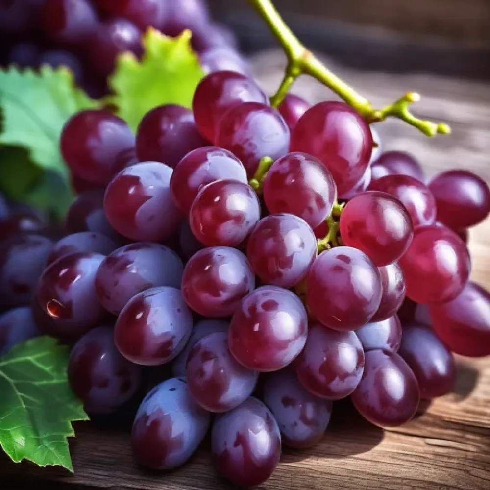 Κλήμα ποικιλίας Ruby Seedless (Βασιλικό ρουμπίνι) – άσπερμη ποικιλία σταφυλιού – όψιμης ωρίμανσης