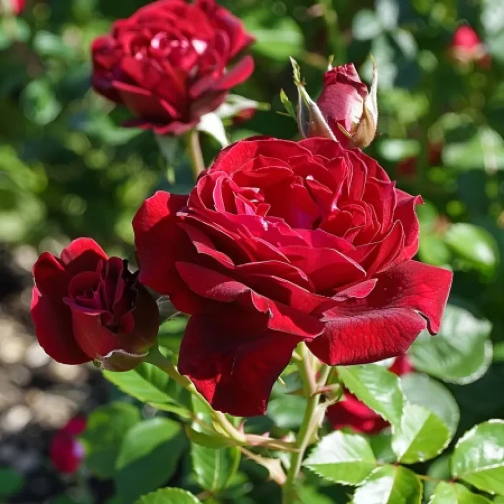 Τριαντάφυλλο Dark Red Fairytale – γυμνόριζο