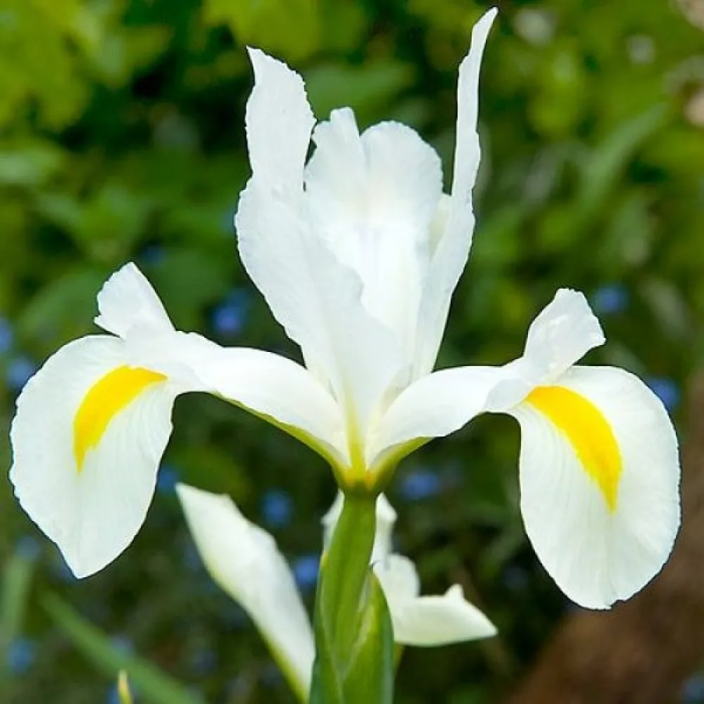 Ίριδα White Van Vliet (λευκή)