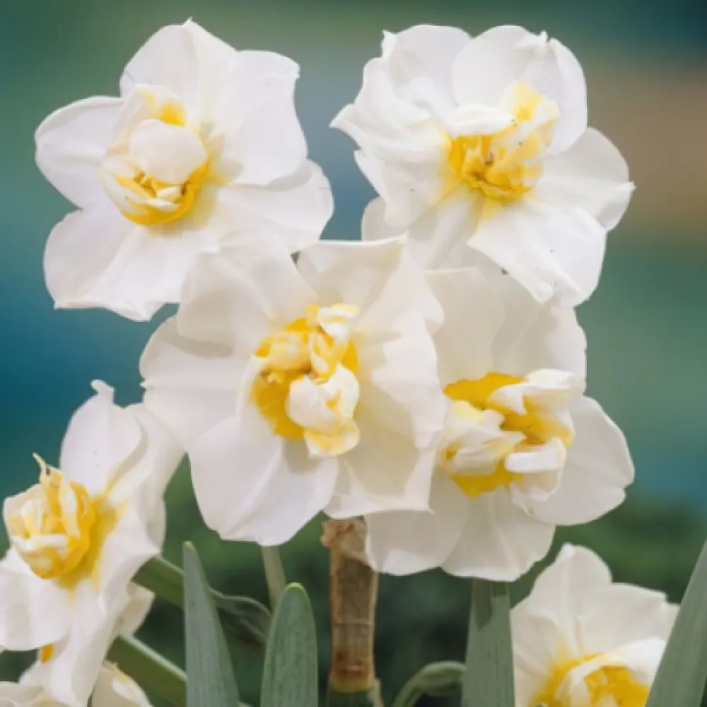 Νάρκισσος White Cheerfulness (λευκός)