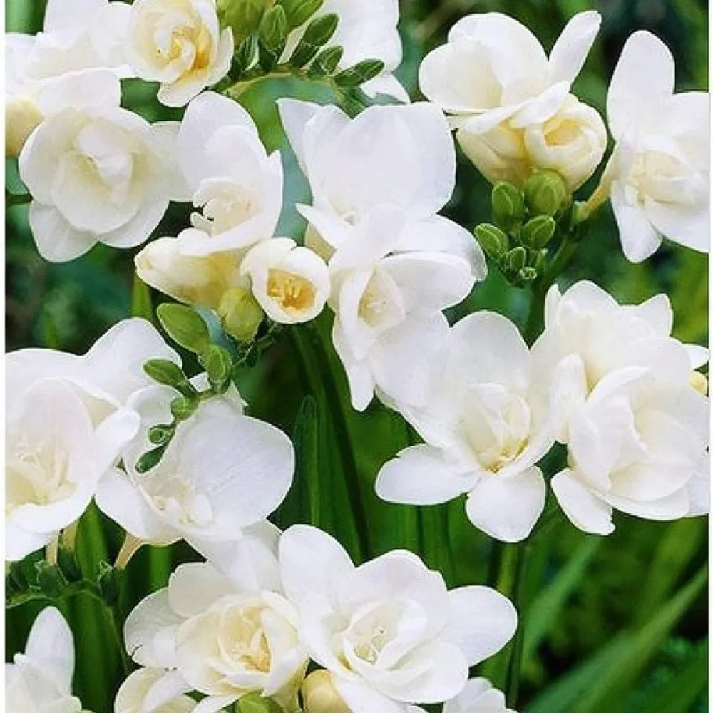 Φρέζια Double white (λευκή διπλή)