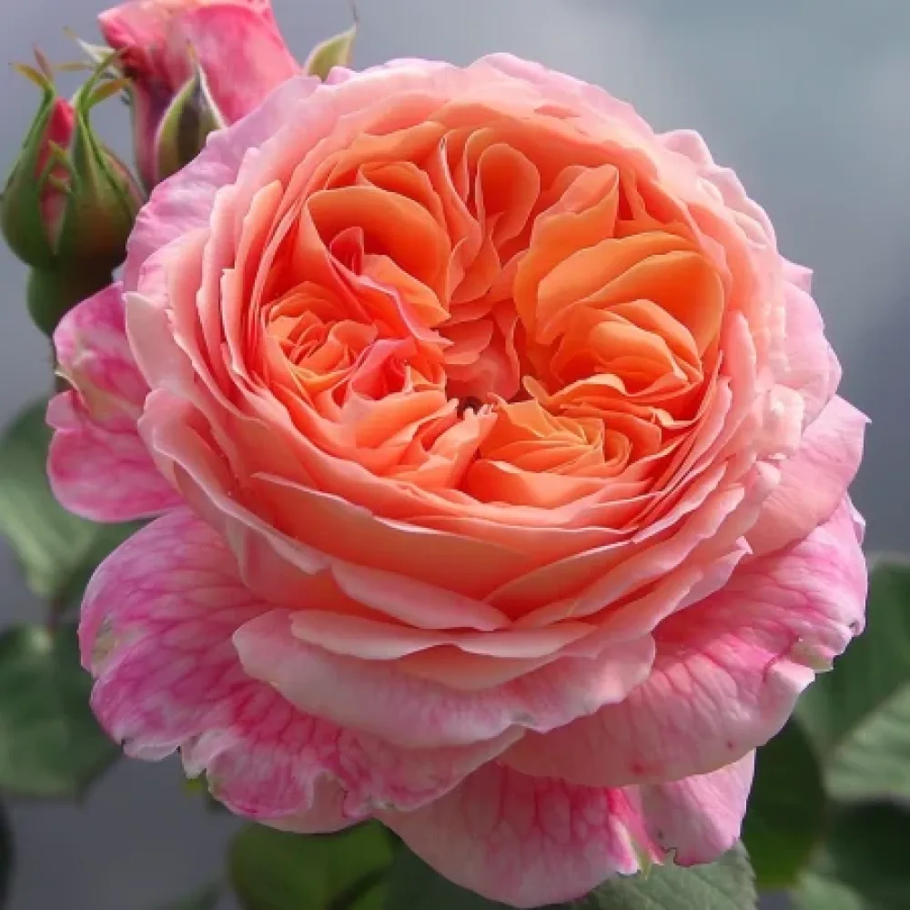 Τριαντάφυλλο Pearl Rose – γυμνόριζο
