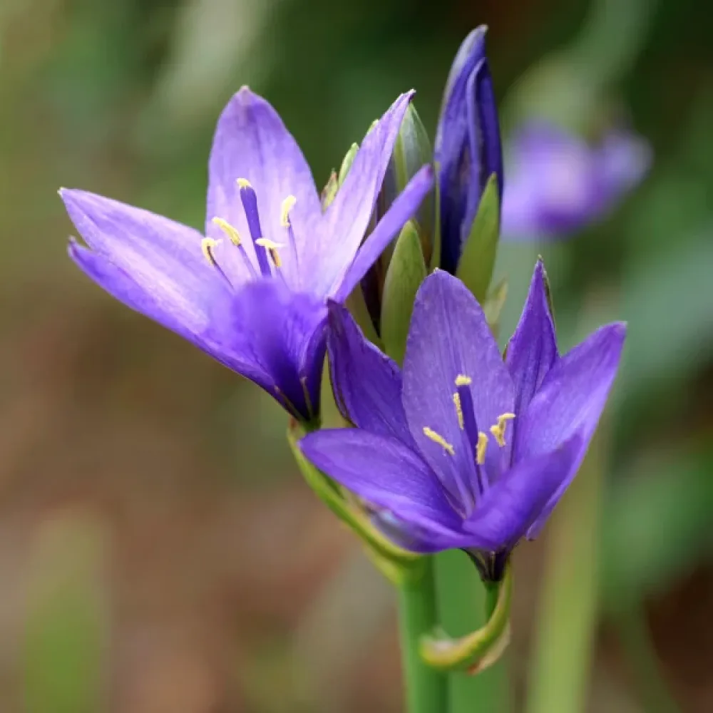 Ιξιολίριο tataricum Pallasii (μωβ)