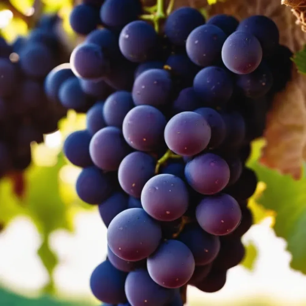 Κλήμα ποικιλία Pinot Noir, ερυθρή οινοποιήσιμη – πρώιμη